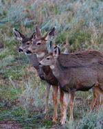 Adult Mule Deer Leftie Journal: Narrow Ruled Journal or Notebook