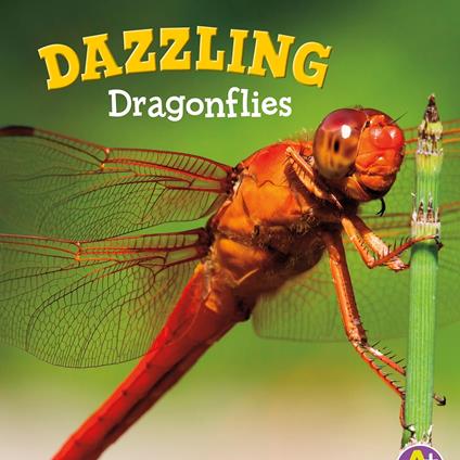 Dazzling Dragonflies