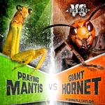 Praying Mantis vs. Giant Hornet