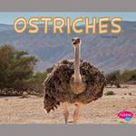 Ostriches