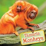 Tamarin Monkeys