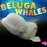 Beluga Whales