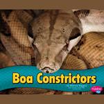 Boa Constrictors