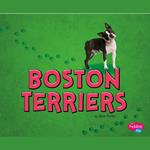 Boston Terriers