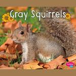 Gray Squirrels