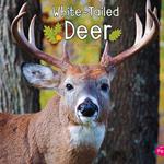 White-Tailed Deer