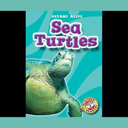 Sea Turtles