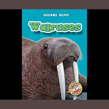 Walruses