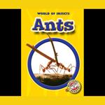 Ants