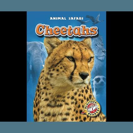 Cheetahs