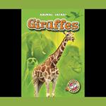 Giraffes