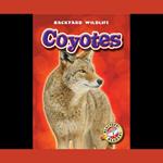 Coyotes