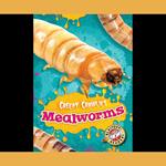 Mealworms