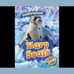 Harp Seals