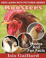 Roosters Photos and Fun Facts for Kids