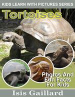 Tortoises Photos and Fun Facts for Kids