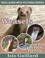 Weasels Photos and Fun Facts for Kids