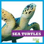 Sea Turtles