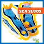 Sea Slugs