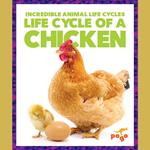 Life Cycle of a Chicken