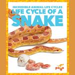 Life Cycle of a Snake