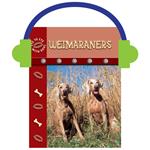 Weimaraners