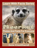 Meerkat Photos and Facts for Everyone