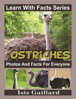 Ostriches Photos and Facts for Everyone