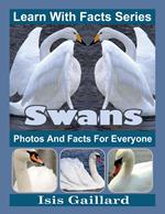 Swans Photos and Facts for Everyone