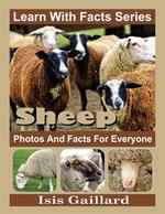 Sheep Photos and Facts for Everyone