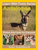 Antelopes Photos and Facts for Everyone