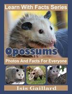 Opossums Photos and Facts for Everyone