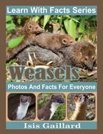 Weasels Photos and Facts for Everyone