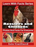 Roosters and Chickens Photos and Facts for Everyone