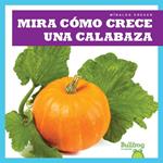 Mira cómo crece una calabaza