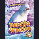 Beluga Whales