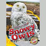 Snowy Owls