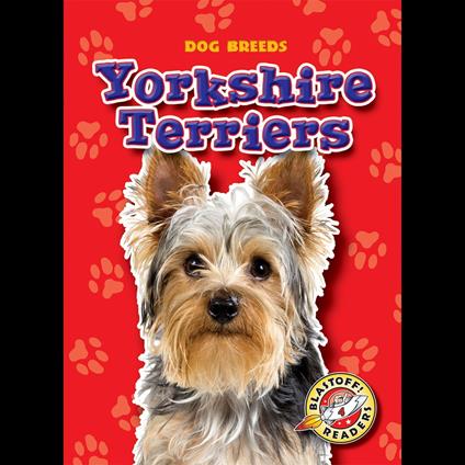 Yorkshire Terriers