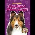 Shetland Sheepdogs