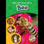 The Life Cycle of a Bee