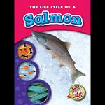 The Life Cycle of a Salmon