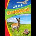 Life in a Grassland