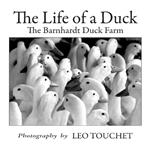 The Life of a Duck: The Barnhardt Duck Farm