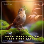 House Wren Singing Near River Stream