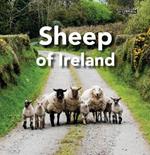 Sheep of Ireland