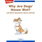 Why Are Dogs' Noses Wet?