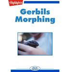 Gerbils Morphing