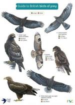 Guide to British Birds of Prey