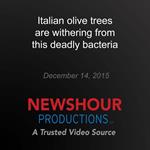 Italian olive trees are withering from this deadly bacteria