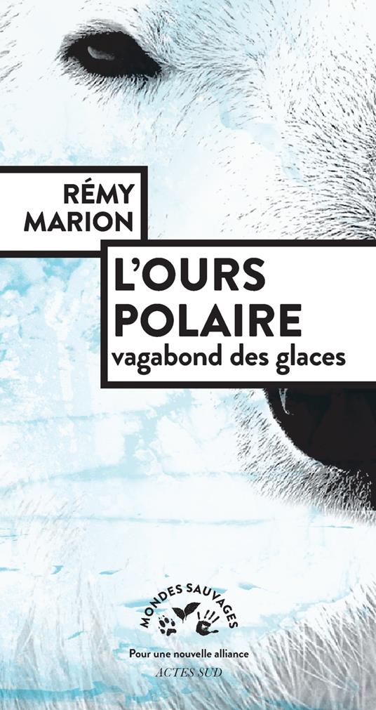 L'ours polaire, vagabond des glaces